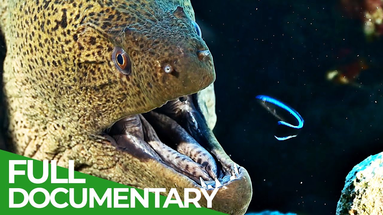 Animal's Super Senses - Taste & Smell | Free Documentary Nature