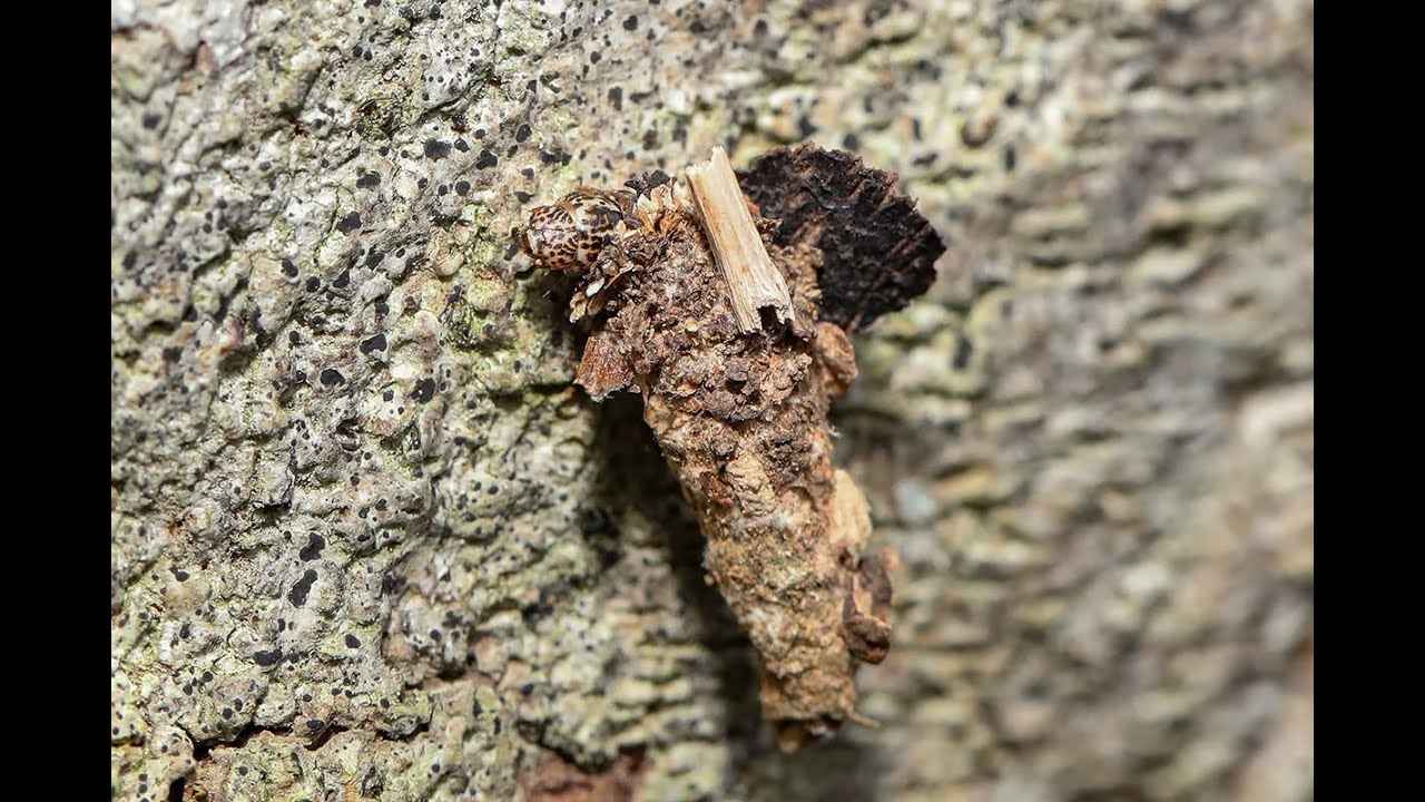 Bagworm Moth Caterpillar