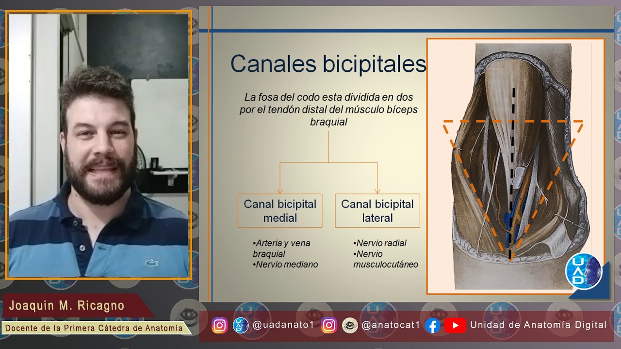 Fosa del codo: Teórico sobre conceptos básicos y generales