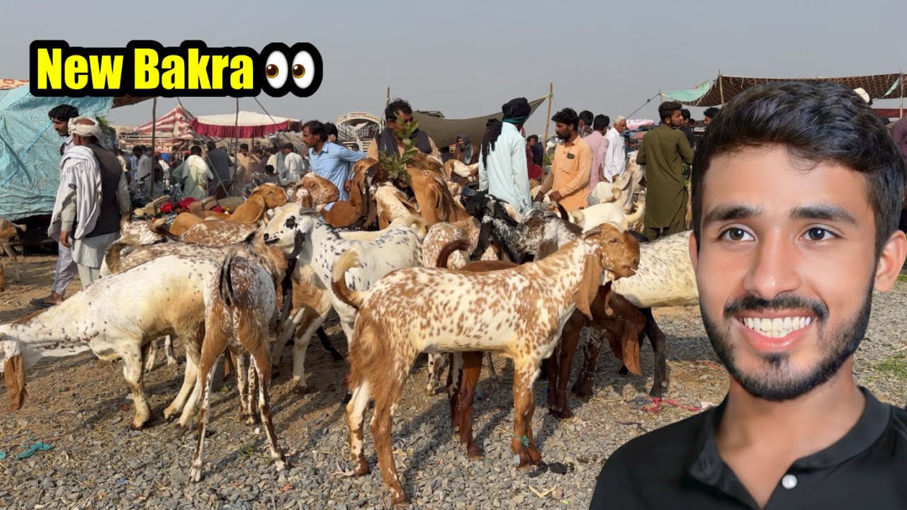 New Bakra Lane Mandi Pahunch Gaye 😍 