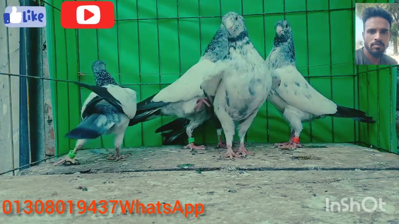 #pigeon টেডি গোল্ডেন গলায় লাল রয়েল টেডি BD RSA Teddy king 