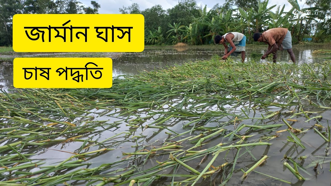 জার্মান ঘাস | চাষ পদ্ধতি | German Grass