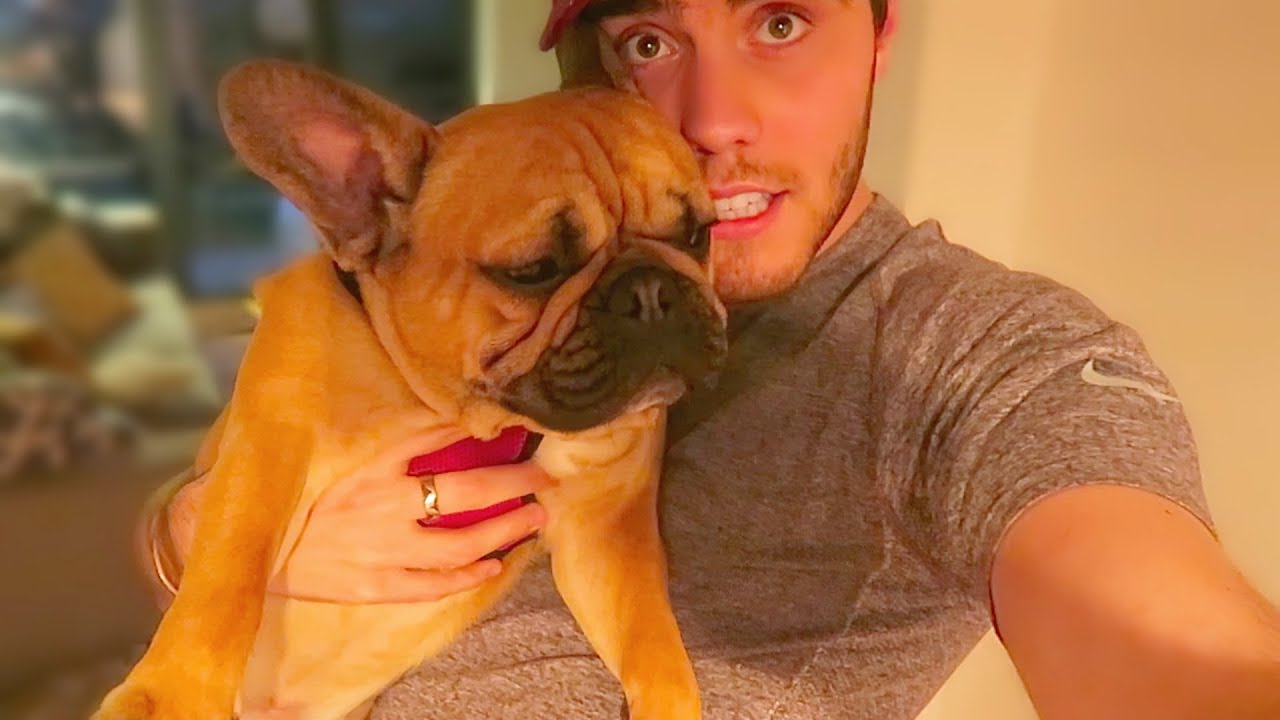 MEET STEVEN THE FRENCHIE!