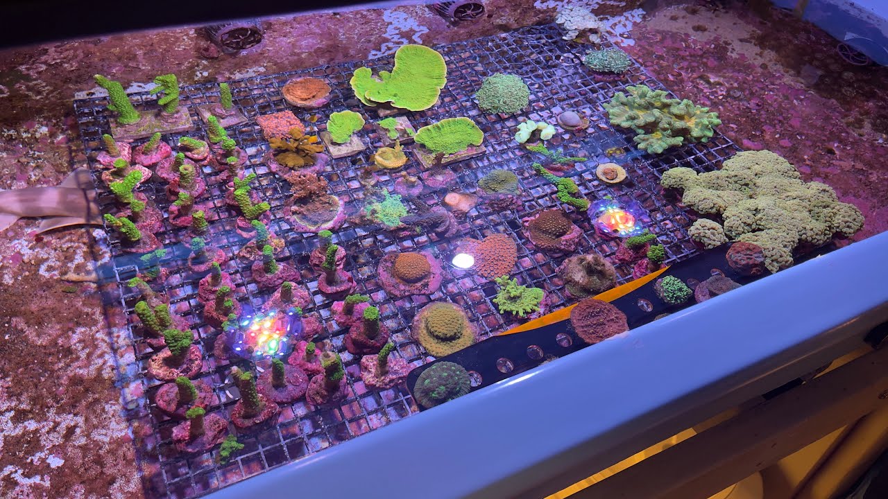 Garage Coral Farm Tank Update - August, 2025