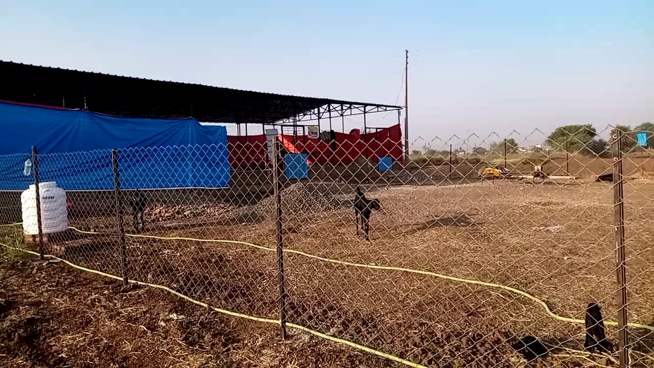 Goat farm at mhaisang Taluka and district akola, Maharashtra