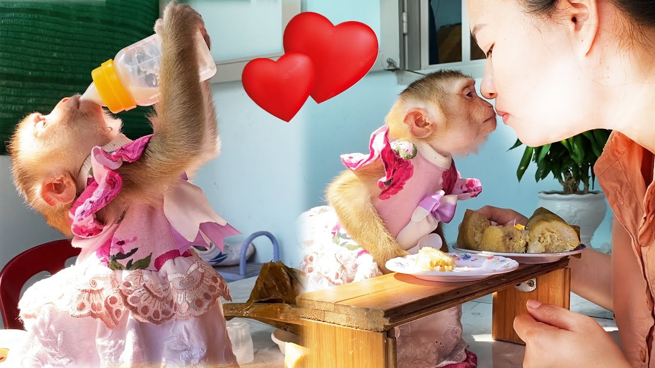 Good morning! Wake up, the first thing for baby monkey Lyly is to run to find her mother!