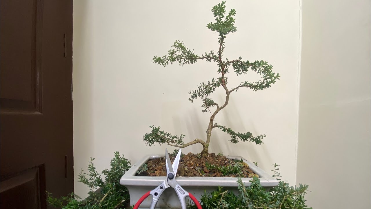 BLUE BRAYA (Desmodium) BONSAI - Pruning