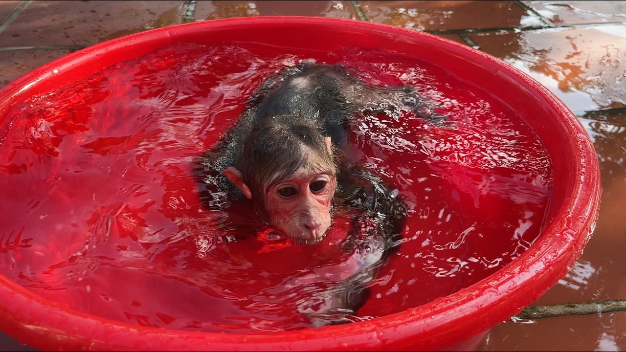 Hot Day, Cool Pool! CUBIS Enjoys a Refreshing Swim 💙🏊‍♂️