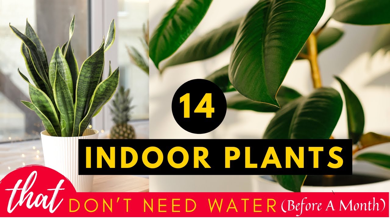 14 Indoor Plants That Don&rsquo;t Need Water (Before A Month)