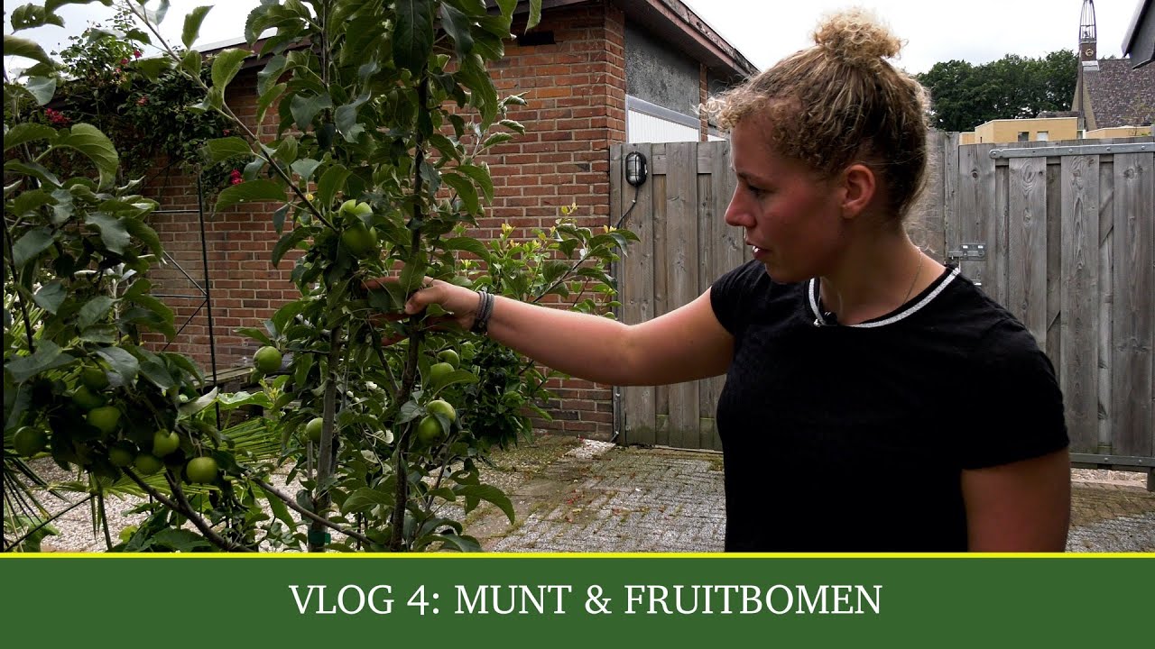 Vlog #4 | Munt & Fruitbomen | Donnie's Moestuin