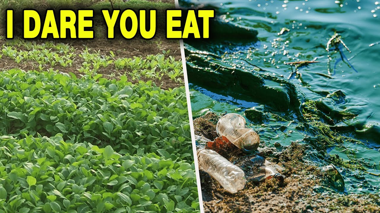 Unveiling Food Safety in China: Examining Pollution and Consumption Risks.