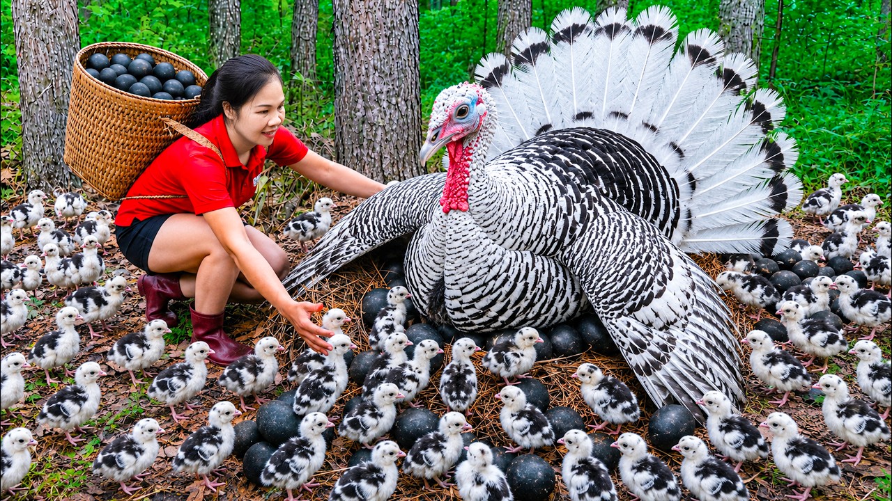 Harvesting 1000+ Wild Turkey & Go to Market Sell | 180 Days From Egg to Survivor | off grid