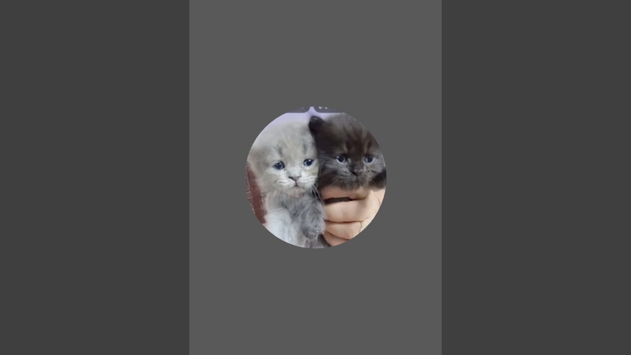 cute kitten's 😍 is live!