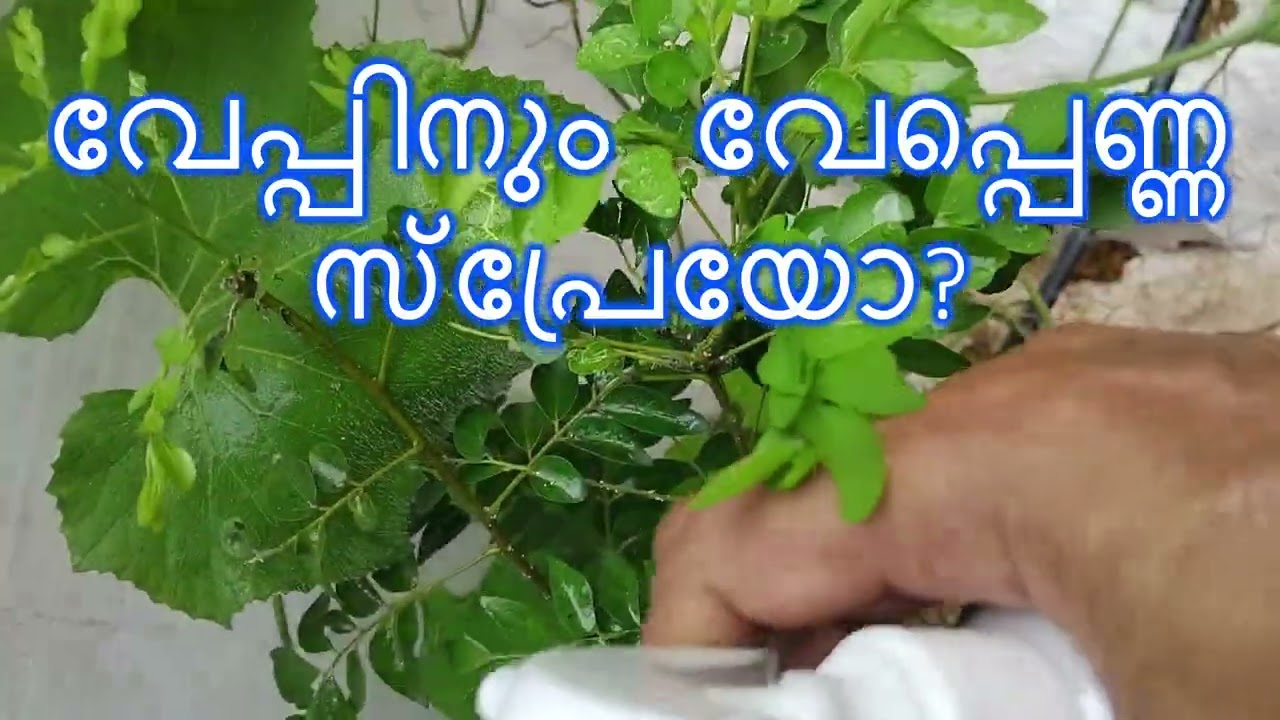 വേപ്പിനും വേപ്പെണ്ണ സ്പ്രേയോ?