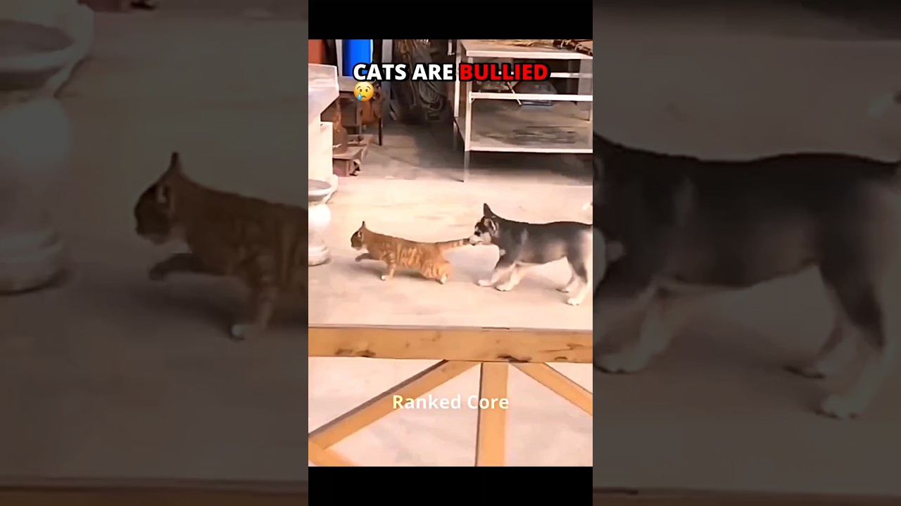 Cats revenge of 💀
