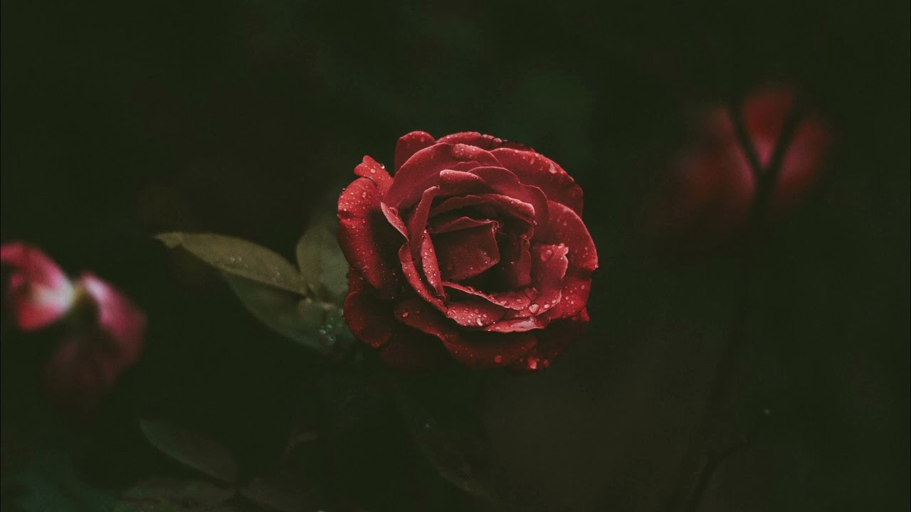Seal - Kiss From A Rose (Slowed + Reverb)