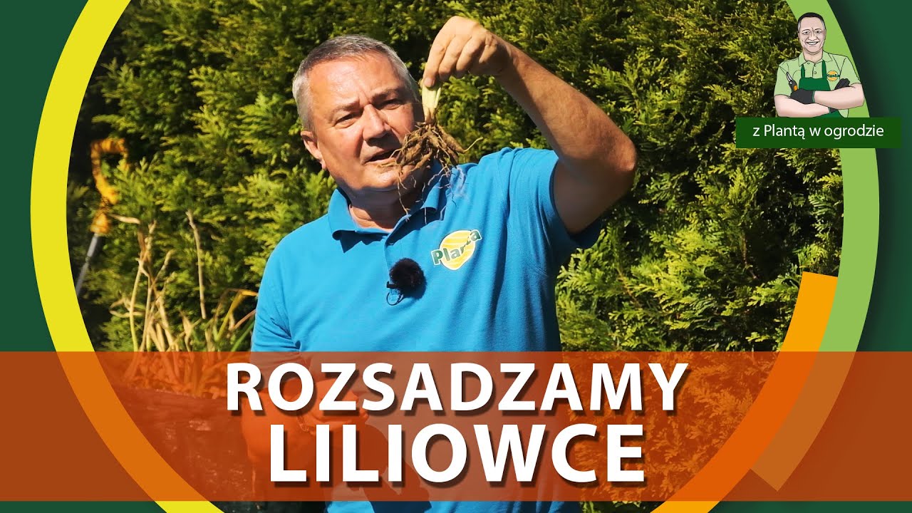 Jak rozsadzać liliowce - Z PLANTĄ W OGRODZIE