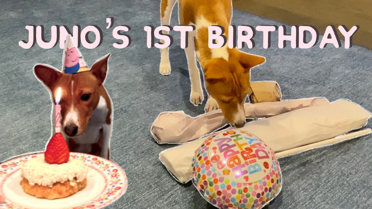 Basenji Juno's 1st birthday! | vlog