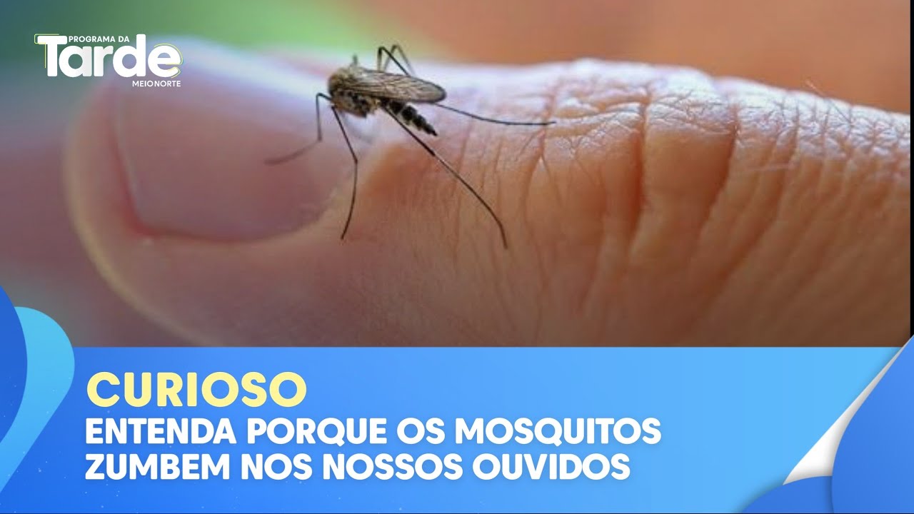 Entenda porque os mosquitos 