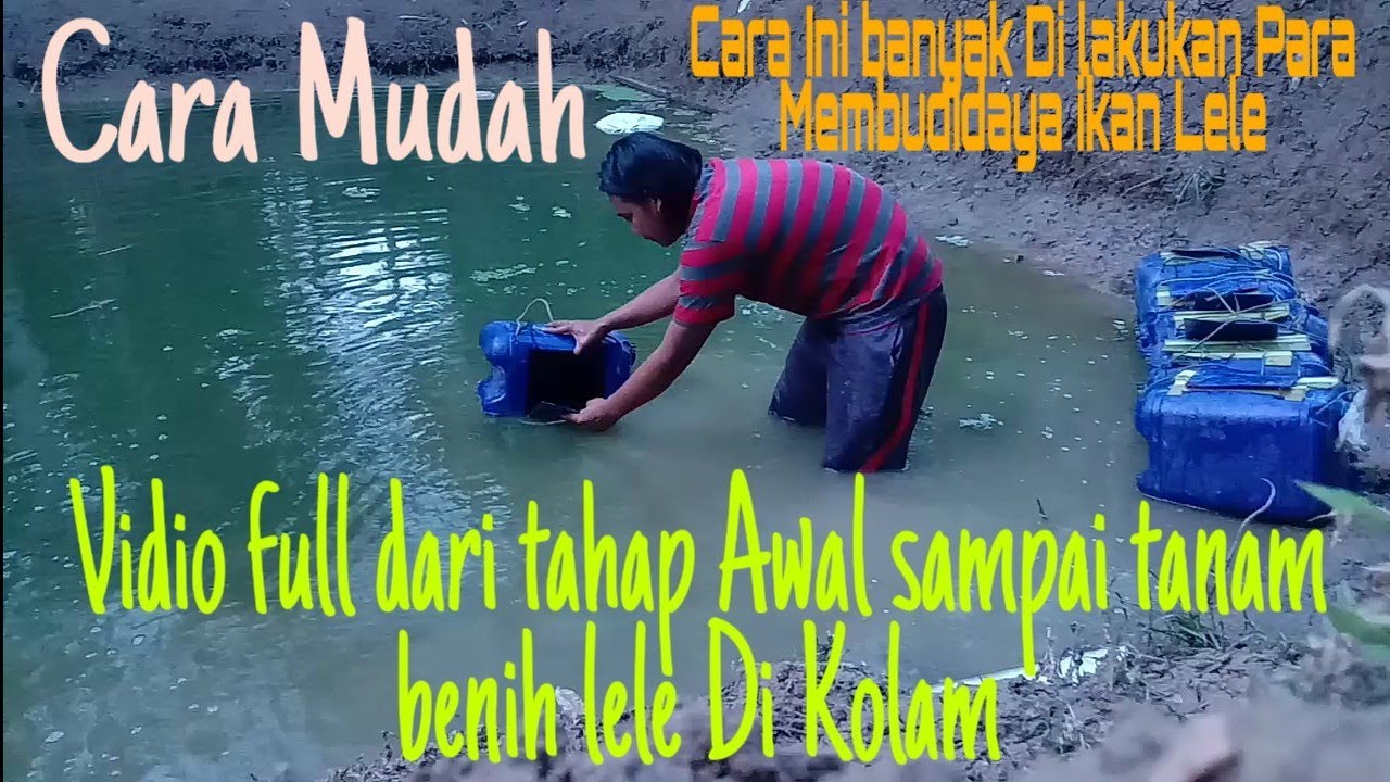 TUTORIAL BUDIDAYA IKAN LELE TEBAR BIBIT LELE USIA DINI KOLAM TANAH || Pemula Wajib Nonton