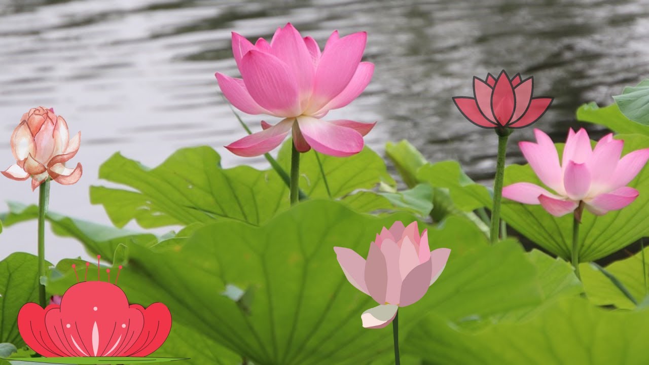 Relaxing Music with Water Sounds &bull; Peaceful Ambience for Spa, Yoga and Relaxation