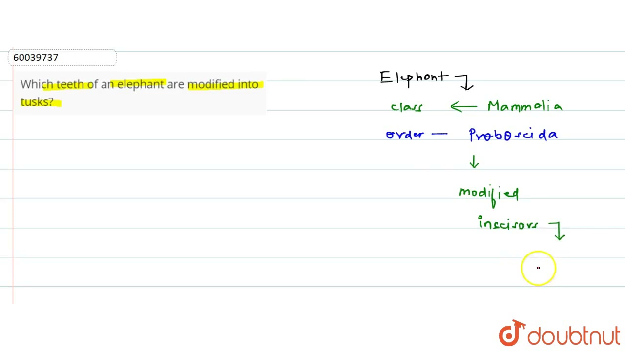 Which teeth of an elephant are modified into tusks? | 11 | ANIMAL KINGDOM  | BIOLOGY | PRADEEP |...
