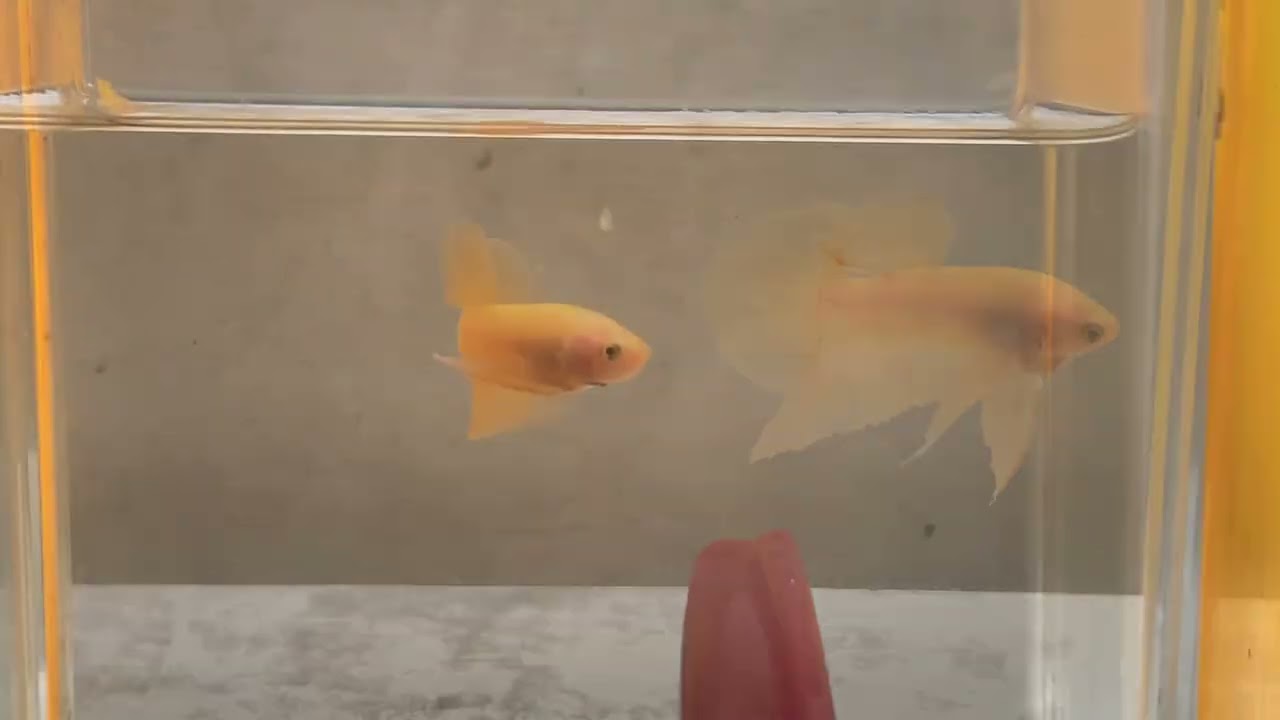 Yellow Submarine betta fish. I love this fish