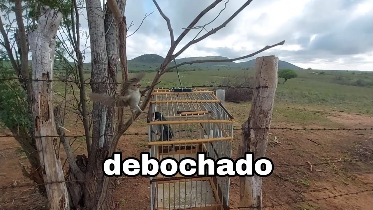 ensinando golinha pega no pé parte 2 olha como ele ta