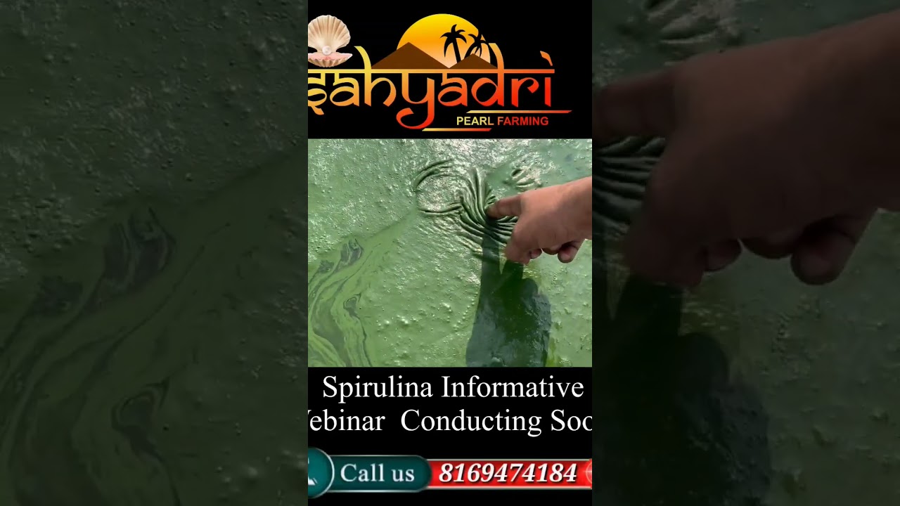Spirulina Farming informative webinar conducting very soon! #farming  #spirulina  #businessidea