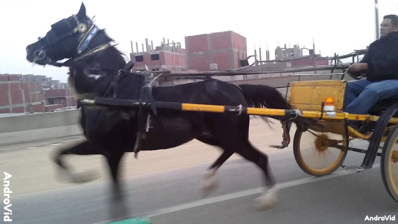 ابوموتا و الحصان الرهوان بحر