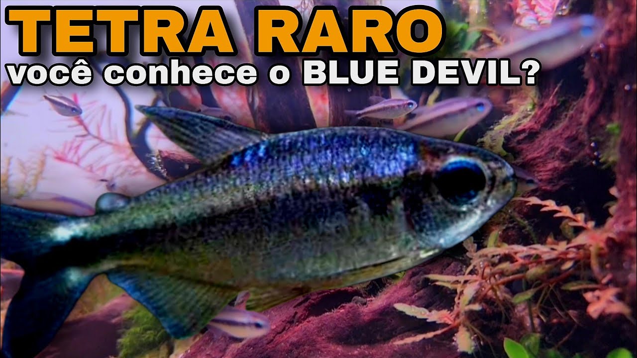 ESSE TETRA É DIFÍCIL DE ACHAR! - TETRA BLUE DEVIL
