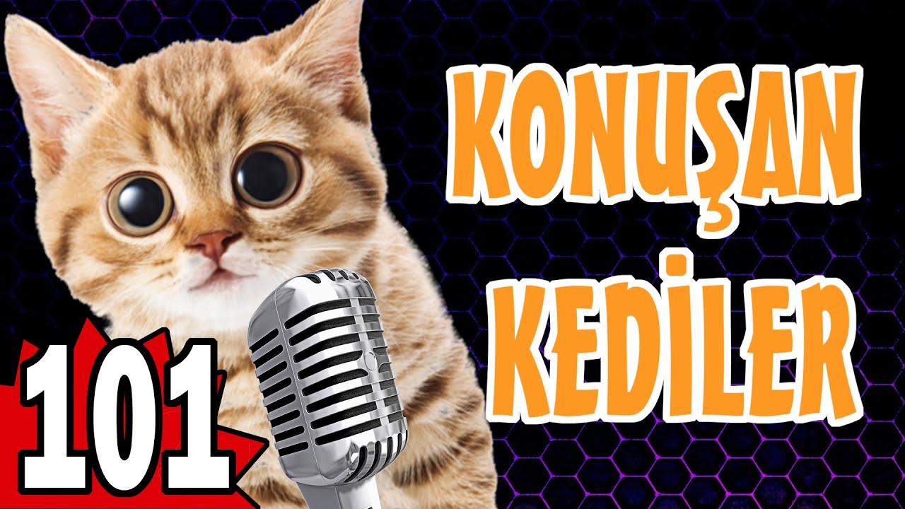 Komik Kedi Videoları - Konuşan Kediler 101