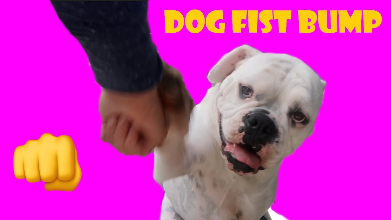 Dog Fist Bump 👊 (WK 340.3) | Bratayley