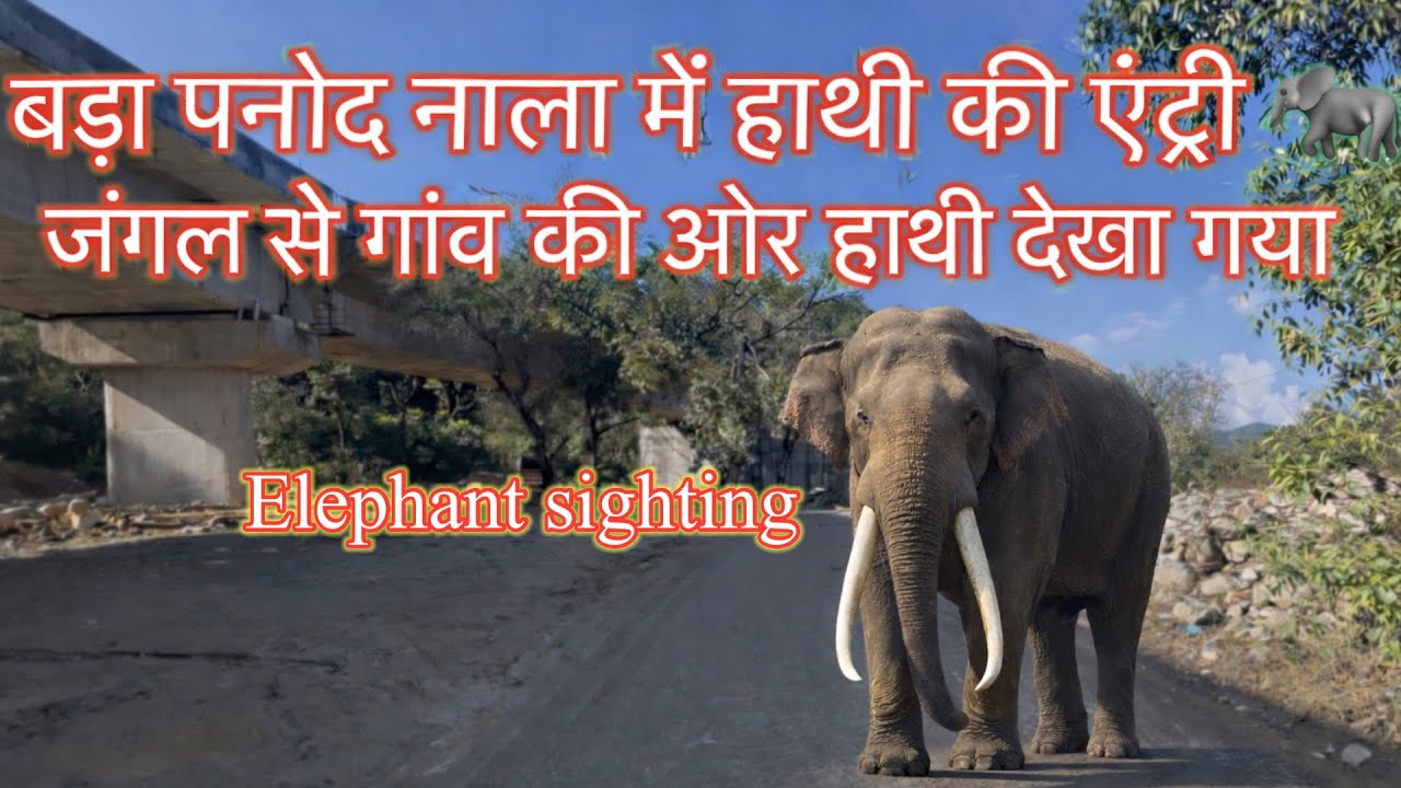 बड़ा पनोद नाला में हाथी की एंट्री 😱 | जंगल से गांव की ओर हाथी देखा गया