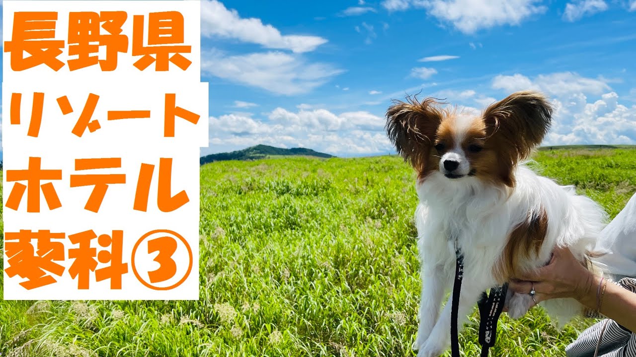 【犬と旅行】長野県白樺湖・蓼科湖　「リゾートホテル蓼科」に宿泊③