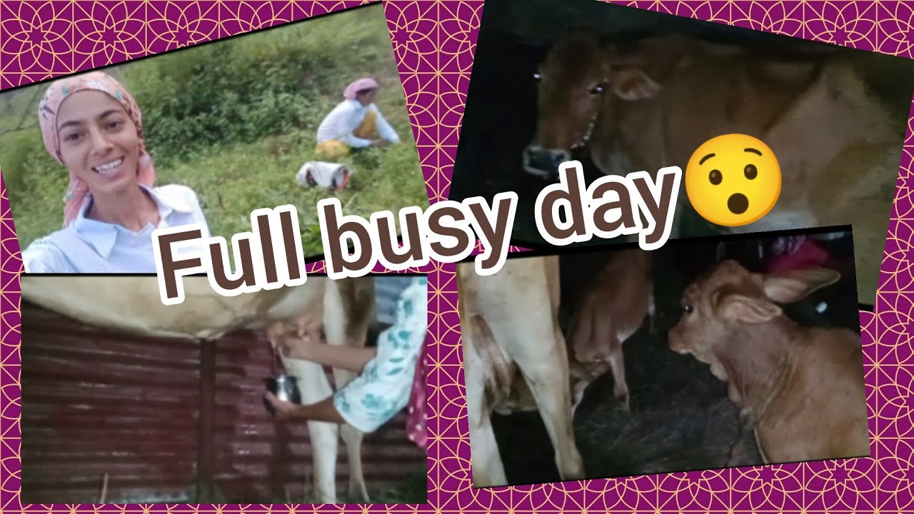 First day of our⛅ ASOJ🙆🌱ll Gauri 🐄 Pujju 🐄 ki health update 🙂 ll 