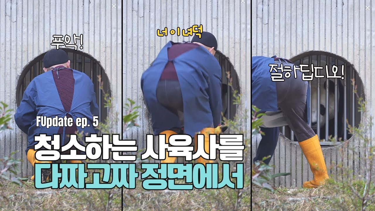 무해한 어흥 공격, 푸바오와 양골무 사육사의 케미