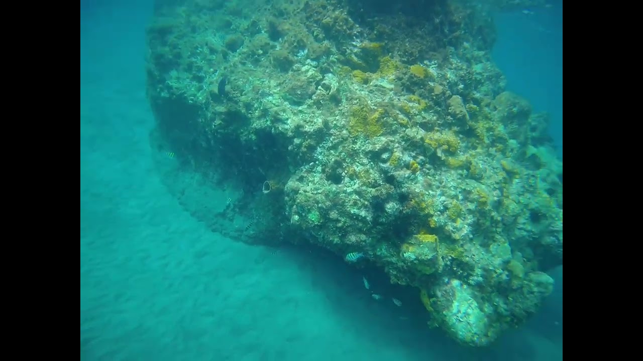 Champagne Reef Coral & Fish