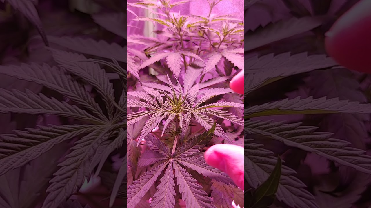What Does the Beginning of Flowering Stage Look Like? #shorts