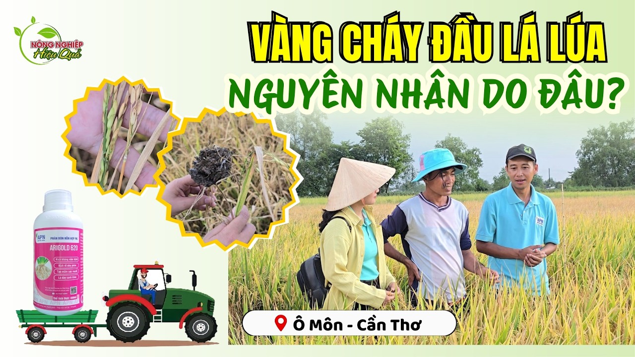 REVIEW KỲ 132 - VÀNG CHÁY ĐẦU LÁ LÚA NGUYÊN NHÂN DO ĐÂU? #farming #agriculture