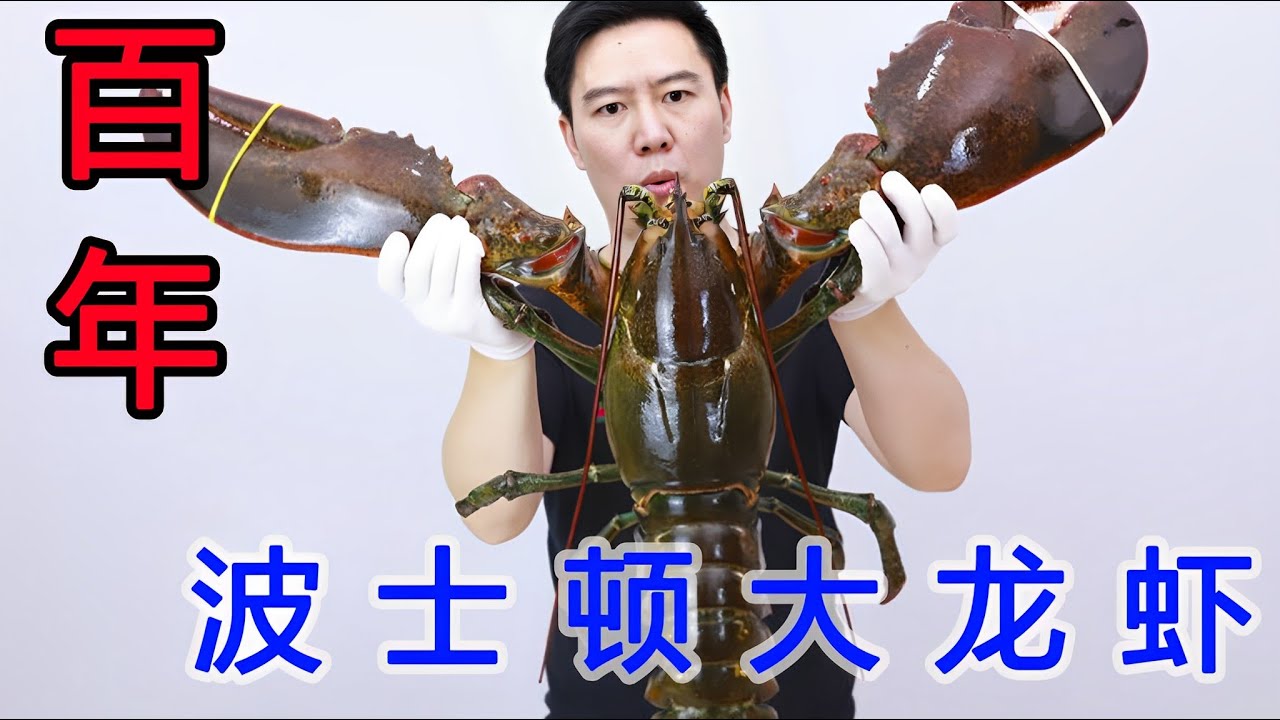 试吃大龙虾合集！百年波士顿大龙虾，光一个钳子就把我吃撑了【小文哥吃吃吃】