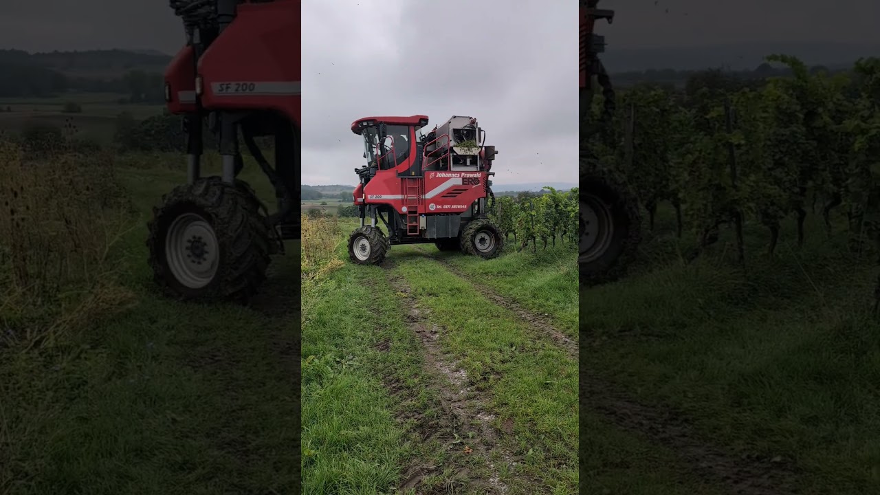 Weinlese mit ERO Grapemaster.   Rebsorte Müller-Thurgau.    10.09.2025.  
