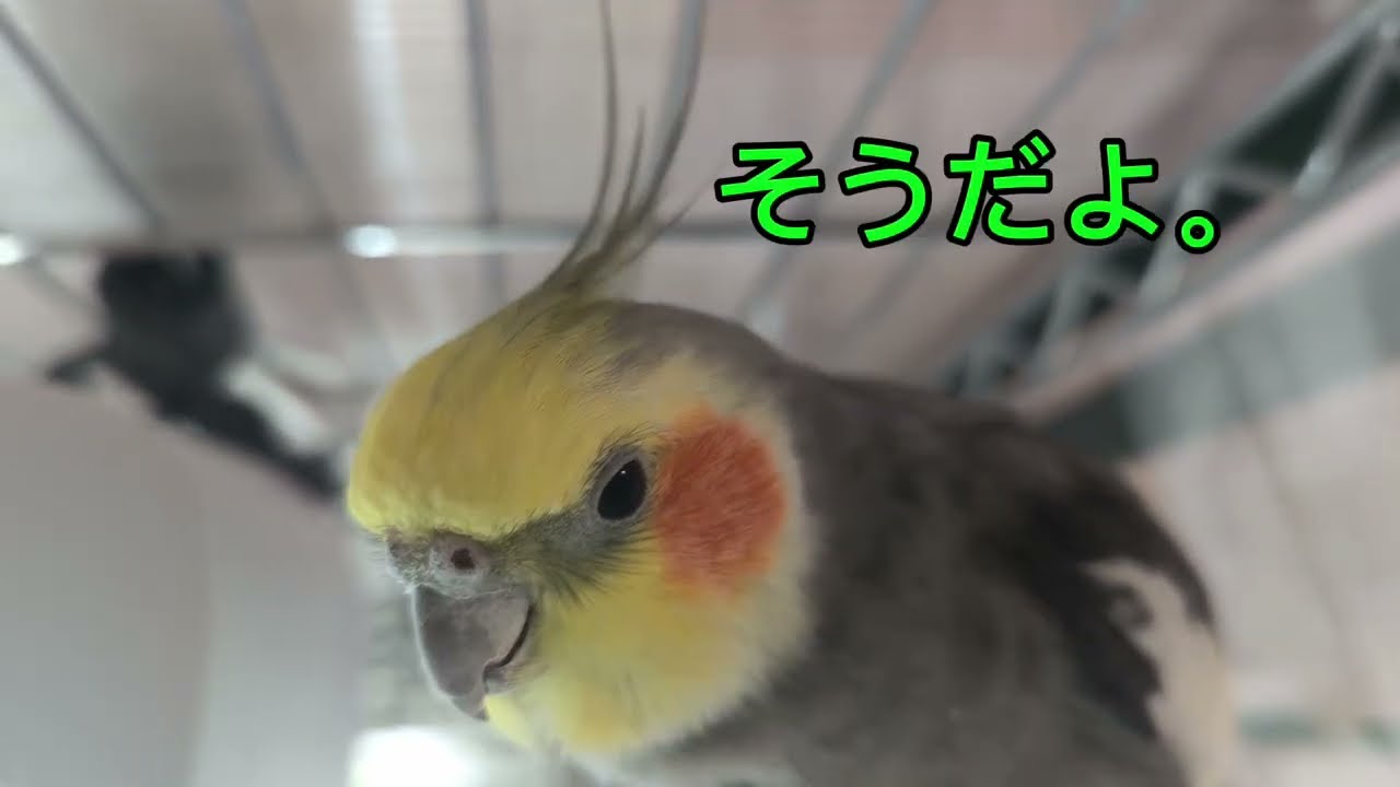 #47『温厚リリちゃん、ついに本気で怒った日』