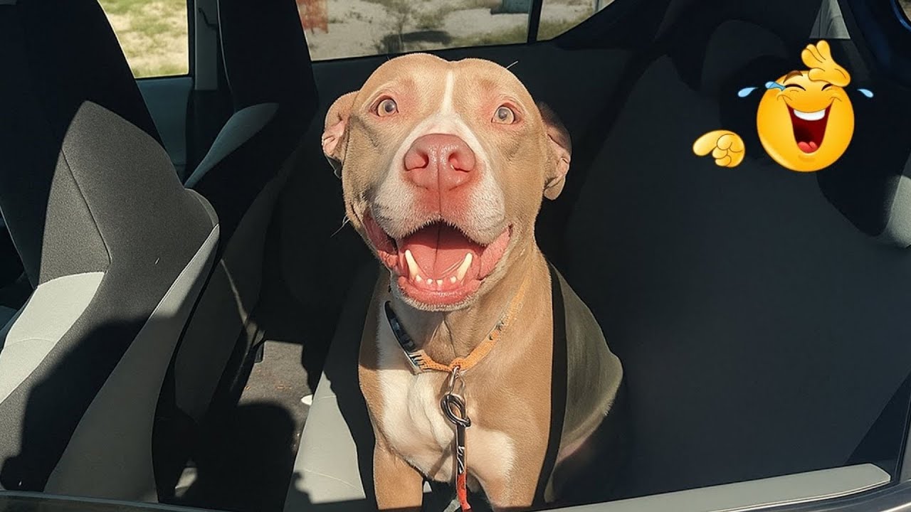I Can’t Believe These Dogs Are Still This Funny 😂 Best Funny Dog Videos of 2026 🐶