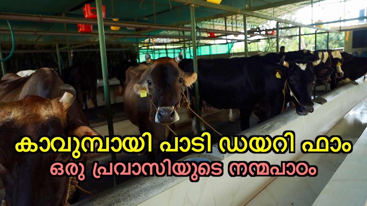 EPI 688 കാവുമ്പായി പാടി ഡയറി ഫാം - ഒരു പ്രവാസിയുടെ നന്മപാഠം