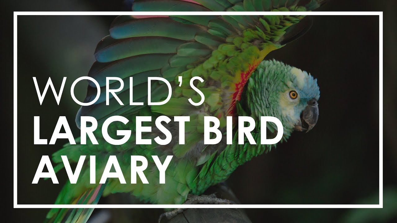 Birds of Eden - World’s Largest Free Flight Bird Aviary | Rhino Africa