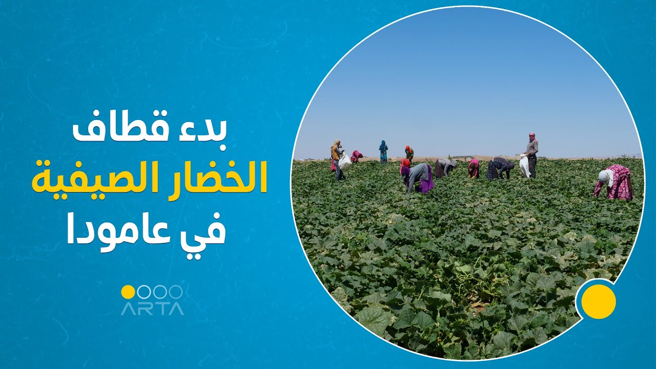 بدء قطاف الخضار الصيفية في عامودا