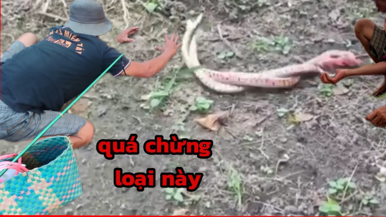 Loại rắn độc và lạ#hcmt