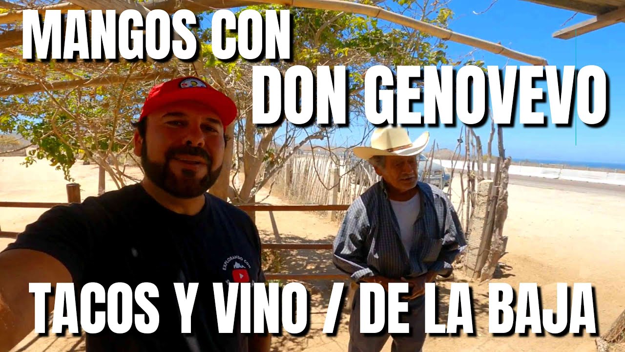 El Señor de los Mangos DON GENOVEVO / El Mejor Vino de Cd. Constitución / Tacos TADEO .