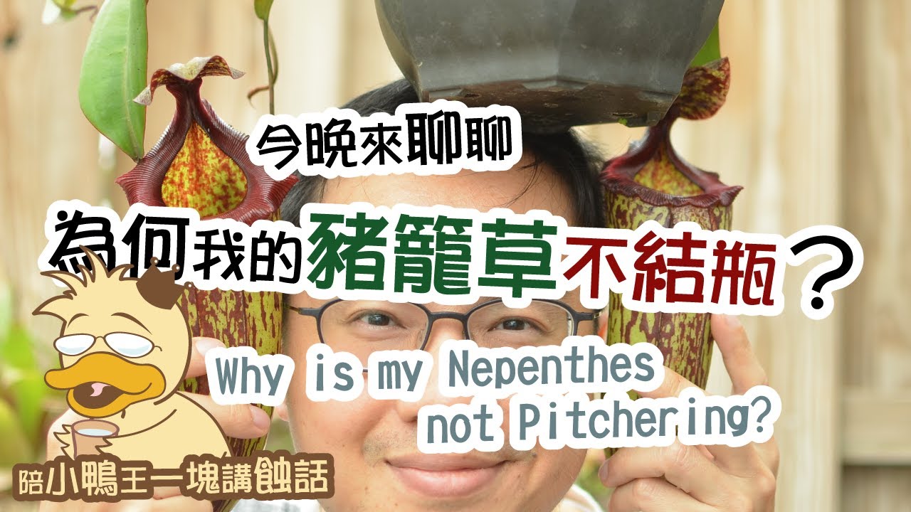 2026/0131〔蝕話實說〕為何我的豬籠草不結瓶？ Why is my Nepenthes not pitchering?